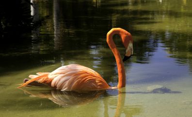 Flamingo, swimming, pink bird