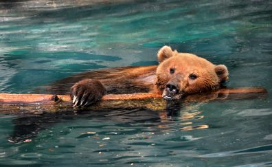Bear, predator, swim, summer