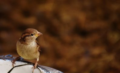 Cute sparrow, bird, small bird, blur