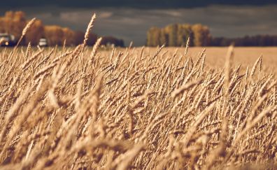 Wheat grass field