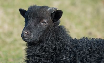 Heidschnucke, sheep, black sheep