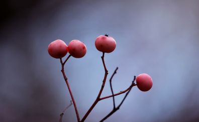 Berry fruits, tree branch, close up