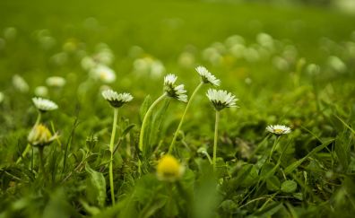Daisy flower, blur, meadow, plants
