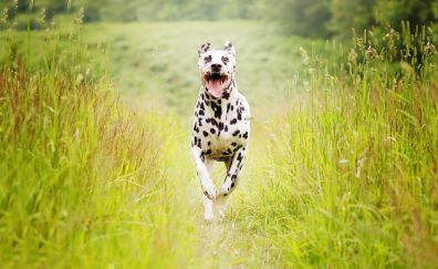 Dalmatian dog, running, landscape
