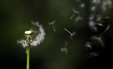 Dandelion, white flower, close up, blur