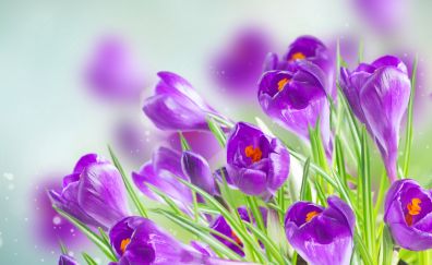 Crocus, purple flowers, spring