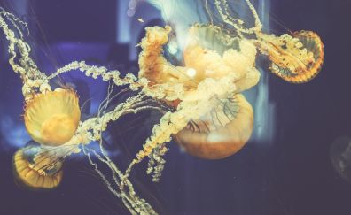 Underwater, yellow jellyfish, fish