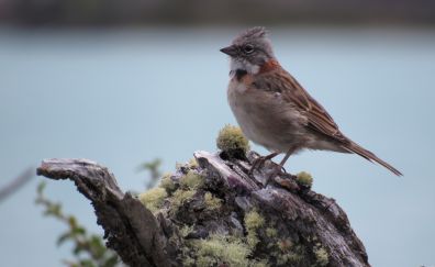 Sparrow bird, sitting, small bird