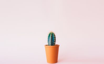 Cactus plant minimalism 
