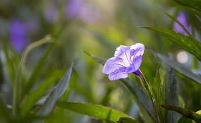 Wild purple flower, blur, leaves