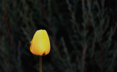Yellow tulip bud, blossom, bud