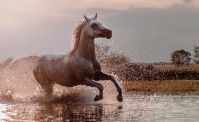 Horse, run, water splashes, animal