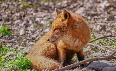 Red fox, sitting, forest