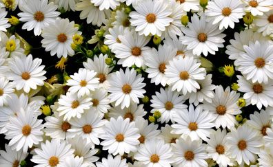 Gerbera white daisy flowers