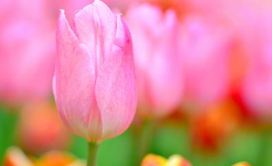 Lovely pink tulip flower, close up