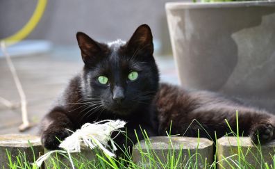 Black cat, sit, green eyes