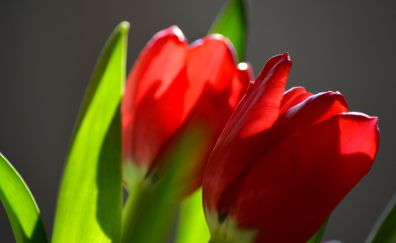 Tulips, red flowers, bud