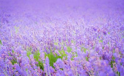 Lavender flowers, purple flower field