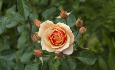 Orange rose, flowers, bloom, close up, 4k