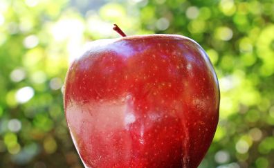 Apple fruit close up