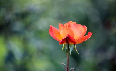 Orange rose flower, blur