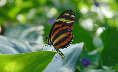 Butterfly, insect, sitting, leaves