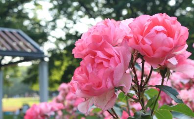 Rose flowers of park