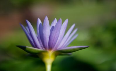Water lily, purple flower, blur