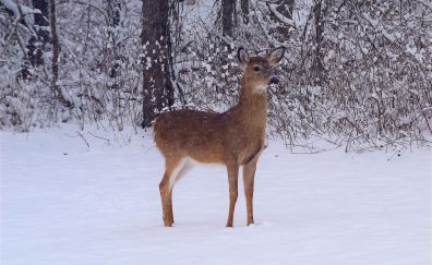 Deer, wild animal, winter