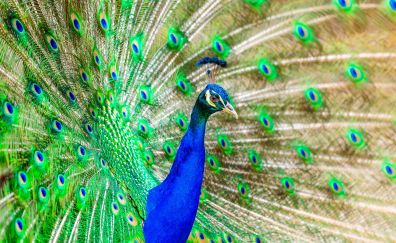 Colorful bird, peacock, bird, dance