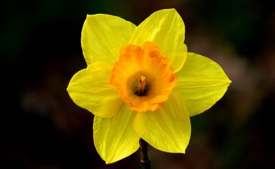 Daffodil flower, yellow, close up