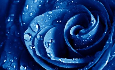 Blue rose flower, water drops, close up