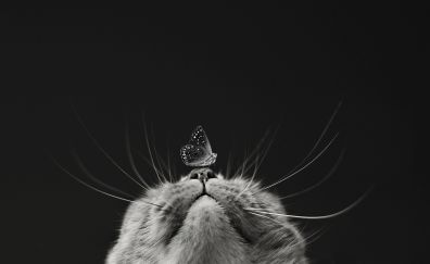 Butter fly, cat, monochrome