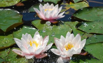 Water lily, flowers, leaves, plants, water splashes