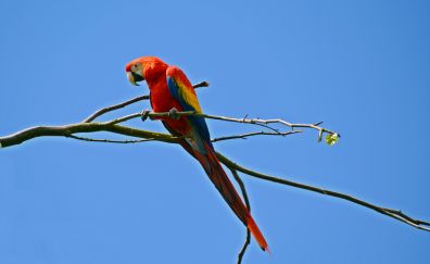 Parrot, bird, colorful, sit