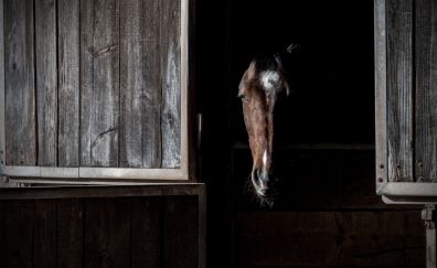Horse muzzle, portrait, animal