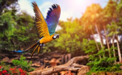 Flying macaw parrot bird